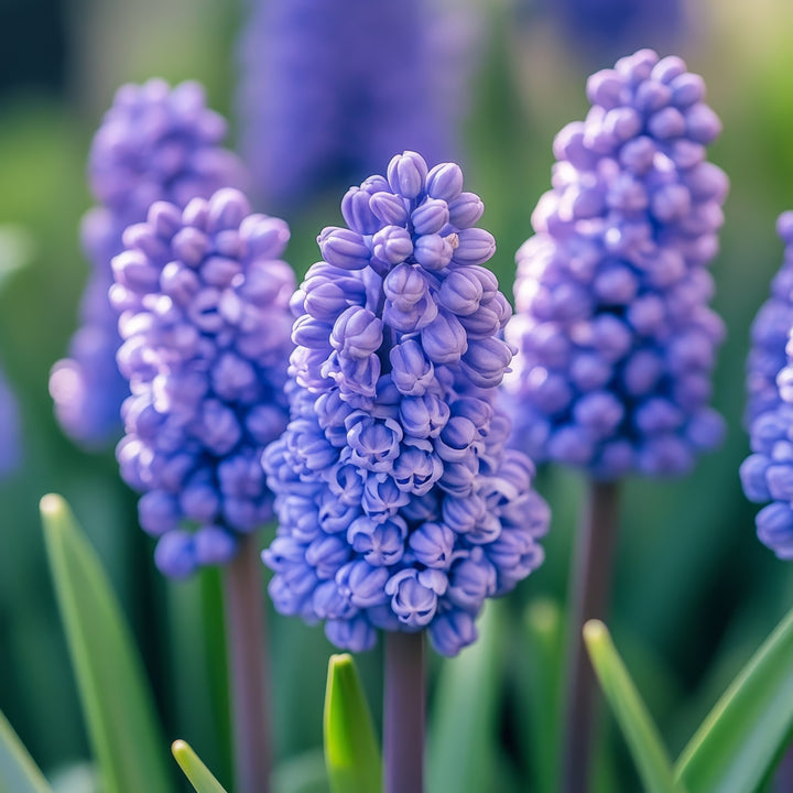 Lavender Chamomile Body Scrub