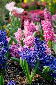 Catalina Souffle Body Butter