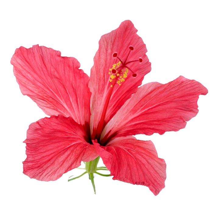 Prosecco Hibiscus Body Mousse